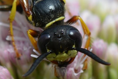 Réf. 265 319 : Philanthus triangulum